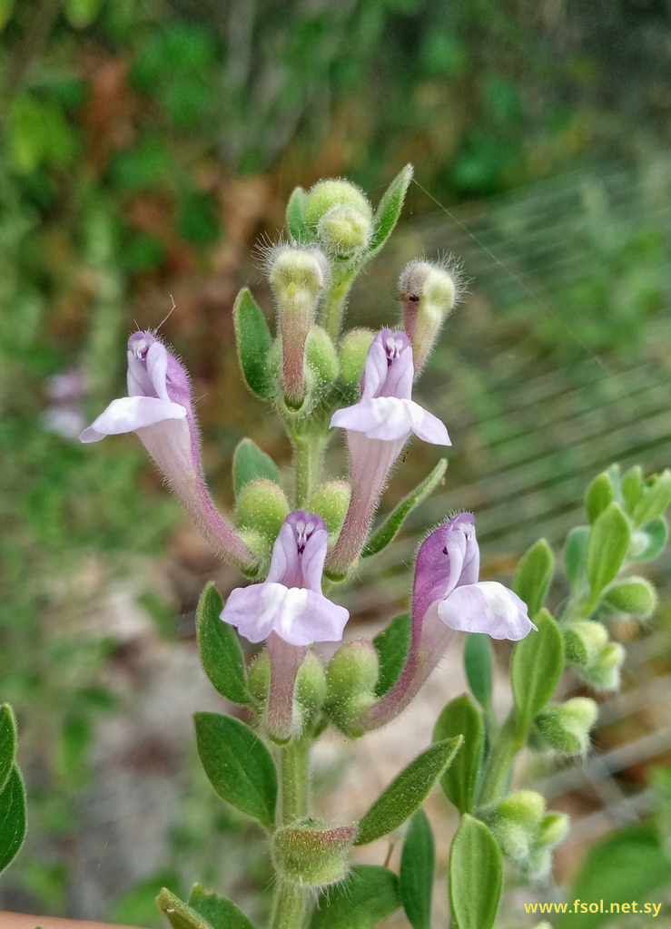Scutellaria brevibracteata Stapf.